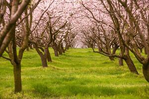 blossoming almond orchard. Beautiful trees with pink flowers blooming in spring in Europe. Almond blossom. photo