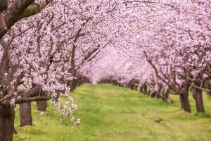 blossoming almond orchard. Beautiful trees with pink flowers blooming in spring in Europe. Almond blossom. photo