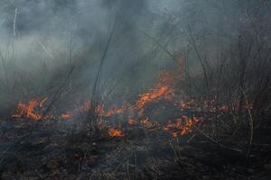 Burning dry grass in the field after the fire. Natural disaster. Forest fire. photo