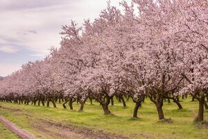 blossoming almond orchard. Beautiful trees with pink flowers blooming in spring in Europe. Almond blossom. photo