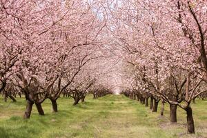 blossoming almond orchard. Beautiful trees with pink flowers blooming in spring in Europe. Almond blossom. photo