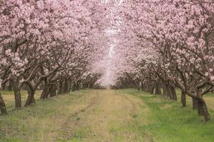 blossoming almond orchard. Beautiful trees with pink flowers blooming in spring in Europe. Almond blossom. photo