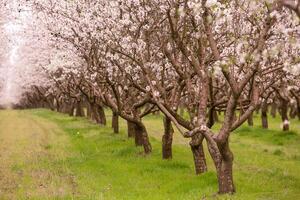 blossoming almond orchard. Beautiful trees with pink flowers blooming in spring in Europe. Almond blossom. photo