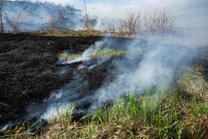 Burning dry grass in the field after the fire. Natural disaster. Forest fire. photo