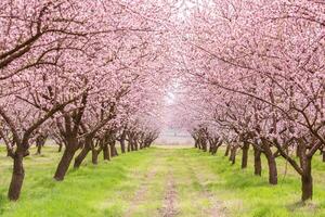 blossoming almond orchard. Beautiful trees with pink flowers blooming in spring in Europe. Almond blossom. photo