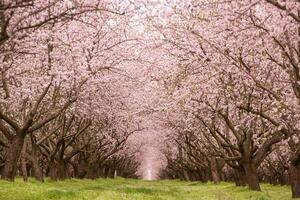 blossoming almond orchard. Beautiful trees with pink flowers blooming in spring in Europe. Almond blossom. photo