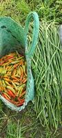 Red chilies or Capsicum Annuum and long beans freshly harvested from tropical rice fields. photo