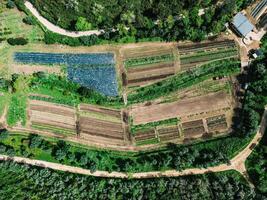 Aerial View of a Lush Green Farm With Diverse Crops on a Sunny Day photo