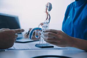 Doctor uses anatomical model to explain male urinary system. Model labeled with parts, doctor points and explains how they work together for urinary function, ensuring patient comprehension. photo