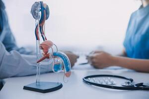 Doctor uses anatomical model to explain male urinary system. Model labeled with parts, doctor points and explains how they work together for urinary function, ensuring patient comprehension. photo