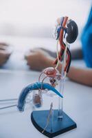 Doctor uses anatomical model to explain male urinary system. Model labeled with parts, doctor points and explains how they work together for urinary function, ensuring patient comprehension. photo