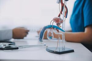 Doctor uses anatomical model to explain male urinary system. Model labeled with parts, doctor points and explains how they work together for urinary function, ensuring patient comprehension. photo