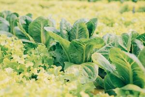 Woman gardener inspects quality of green oak lettuce in greenhouse gardening. Female Asian horticulture farmer cultivate healthy nutrition organic salad vegetables in hydroponic agribusiness farm. photo