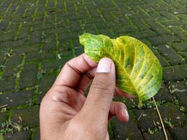 A man's hand holds a yellowish green leaf photo