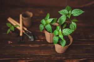 Planting seedlings of peppers in peat pots at home. Garden tools. Growing domestic herbs and vegetables. photo