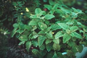 Green leaves of young Melissa. Lemon balm. Herb garden. photo