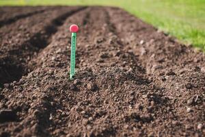 Measurement of soil temperature in a garden bed. photo