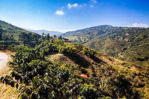 el hermosa café cultural paisaje de Colombia declarado como un mundo patrimonio sitio en 2011 foto