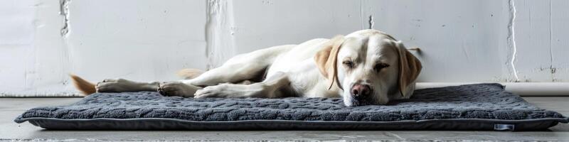 AI generated Cute relaxed dog lying on cool mat in hot day , white wall background, summer heat. ai generated photo