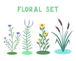 Wild flowers, floral set, cichorium intybus, veronica, rudbeckia and cattail. Illustration for backgrounds and packaging. Image can be used for cards and posters. Isolated on white background. vector