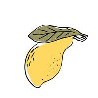 Hand drawn Mango fruit with leaves - ink sketch with color vector