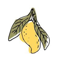 Hand drawn Mango fruit with leaves - ink sketch with color vector