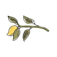 Hand drawn Mango fruit with leaves - ink sketch with color vector