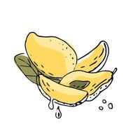 Mango sliced and half fruit ink sketch illustration vector