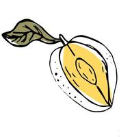 Hand drawn Mango fruit in sketch vector