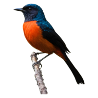 AI generated Whiterumped shama a stunning singing bird found in forests fine art isolated png