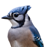 AI generated Autumn portrait of a blue jay isolated png