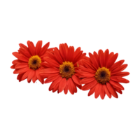 AI generated Red daisies alone on transparent background isolated png