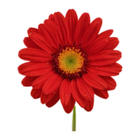 AI generated Red daisies alone on transparent background isolated png