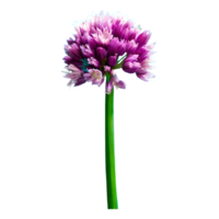 ai generiert frisch Schnittlauch Blume isoliert auf transparent Hintergrund png