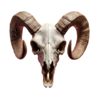 AI generated Transparent background with a horned sheep skull head isolated png