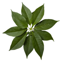 ai genererad de löv av mitragyna speciosa korth är förbrukad för deras medicinsk isolerat png