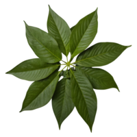 ai gerado a folhas do mitragyna speciosa Korth estão consumido para seus medicinal isolado png