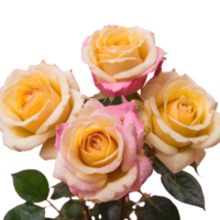 AI generated pink and yellow roses isolated png