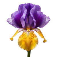 AI generated Neomarica the walking iris isolated png