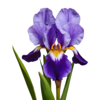 AI generated Neomarica the walking iris isolated png