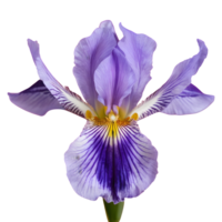 AI generated Neomarica the walking iris isolated png