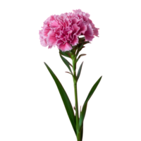 ai generado transparente antecedentes para clavel estándar tónico golem dianthus aislado png