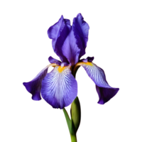 AI generated Neomarica the walking iris isolated png