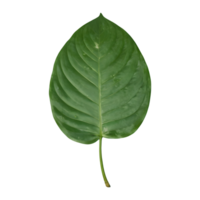 ai generado tapioca hoja en transparente antecedentes aislado png