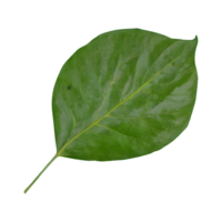 AI generated Tapioca leaf on transparent background isolated png