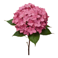 ai gegenereerd verdord hortensia bloei gedurende vallen afm en somber tinten roze teder vaag geïsoleerd png