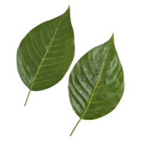 AI generated Tapioca leaf on transparent background isolated png