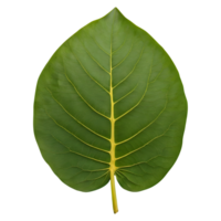 AI generated Photo of a jackfruit leaf isolated png