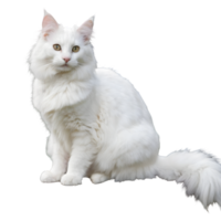 AI generated Turkish angora cat with white fur sitting on a plank in the yard isolated png