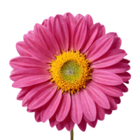 AI generated Pink flower against a transparent background isolated png